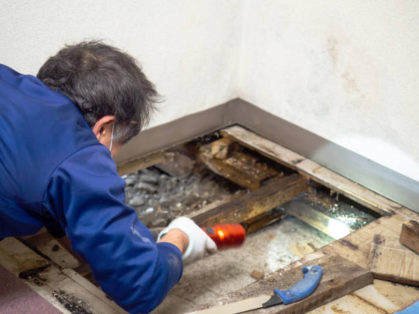 Best Mold Remediation  in Lanark, IL