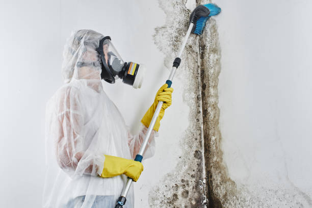 Best Mold Damage Repair  in Lanark, IL