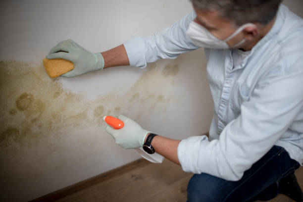 Mold Removal Process in Lanark, IL