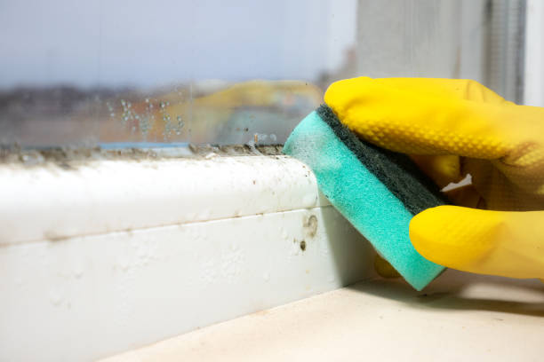Best Office Mold Removal Services  in Lanark, IL