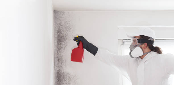 Office Mold Removal Services in Lanark, IL