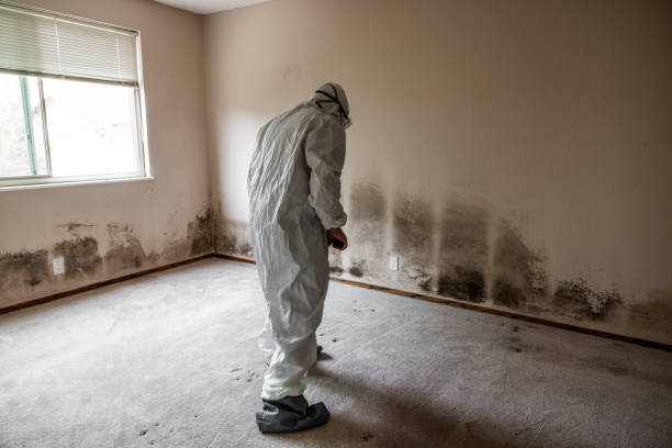 Best Attic Mold Removal  in Lanark, IL