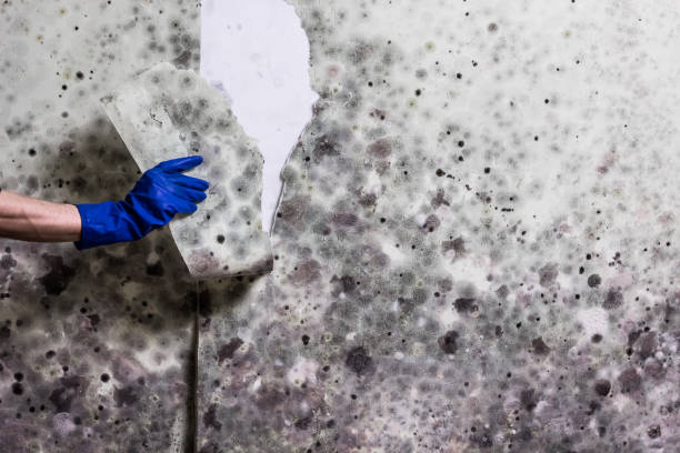 Best Mold Inspection  in Lanark, IL