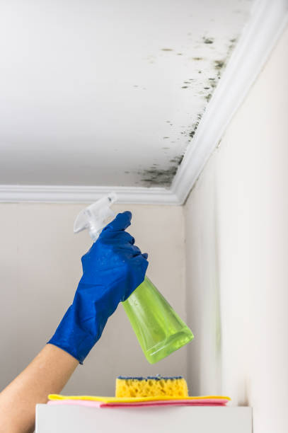 Best Mold Cleaning Services  in Lanark, IL