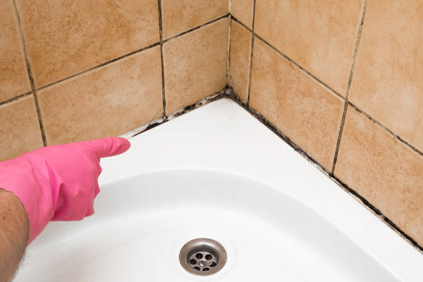 Best Residential Mold Removal  in Lanark, IL