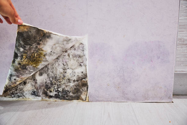 Best Professional Mold Removal  in Lanark, IL